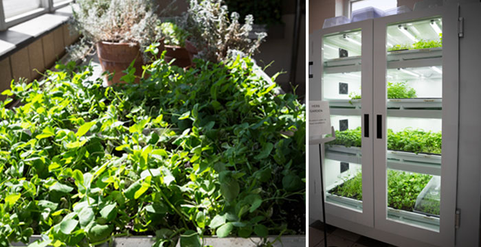 School of Hotel, Culinary Arts and Tourism greenhouse pictures. Left: Table of fresh herbs sitting in the sun. Right: Climate control grow cabinet filled with plants.