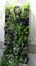 Picture of the HCAT living wall.