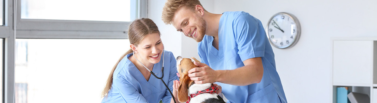 Two vet assistants working with a black, white, and brown dog.
