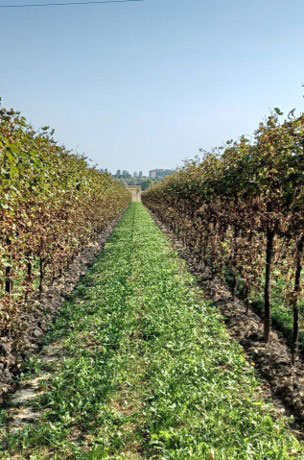View of a vineyard in Asti, Italy.