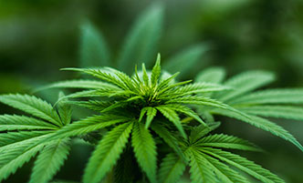 Close up shot of a cannabis plant.