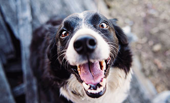 Happy black and white dog