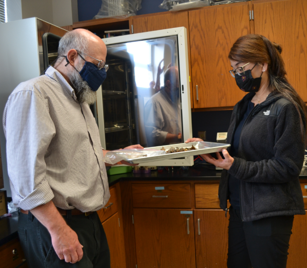 Dr. Lorena Harris and Dr. Richard Simons putting leaves in the leaf oven in biology lab.