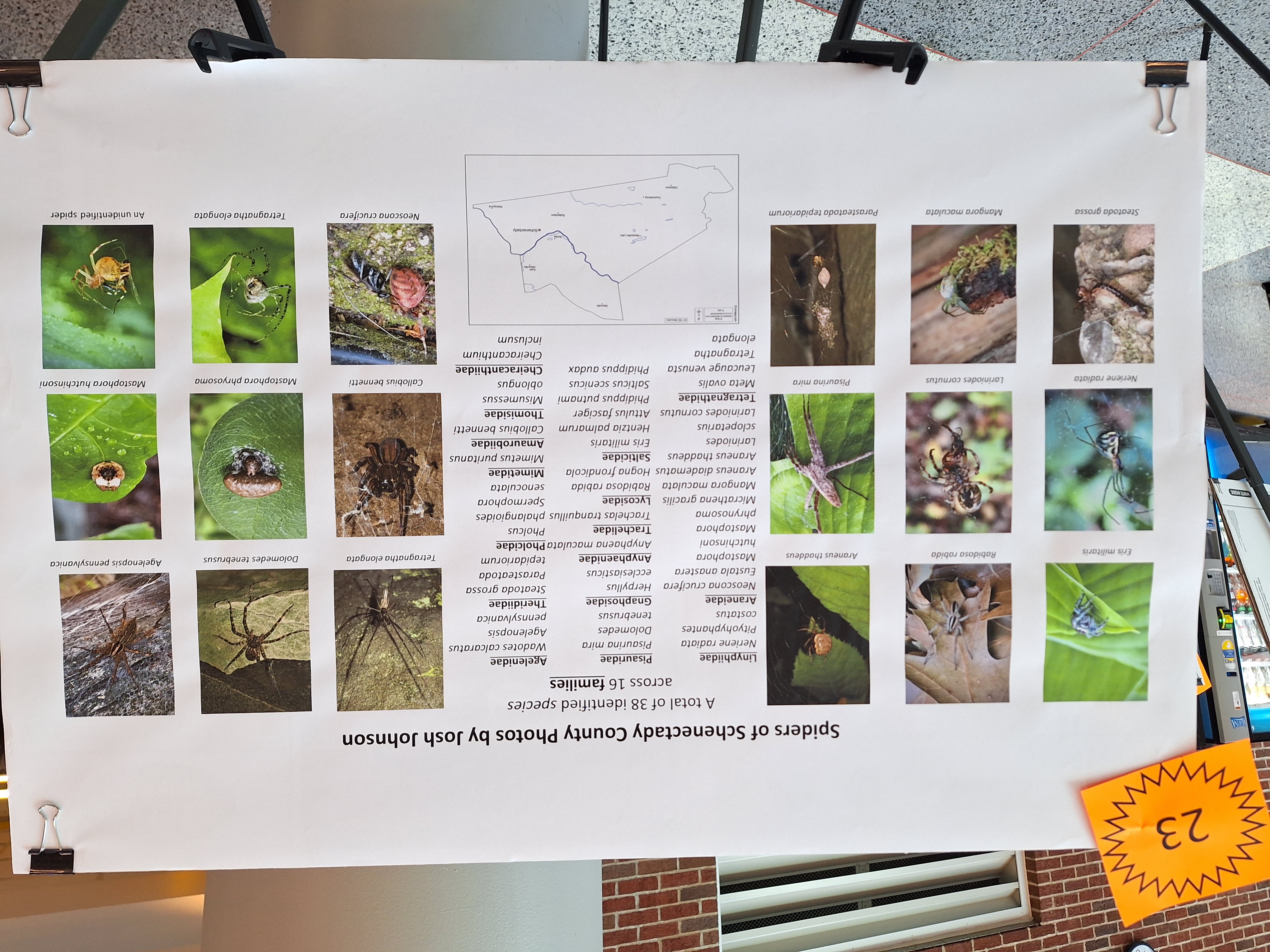 Photos of spiders of Schenectady County on research poster