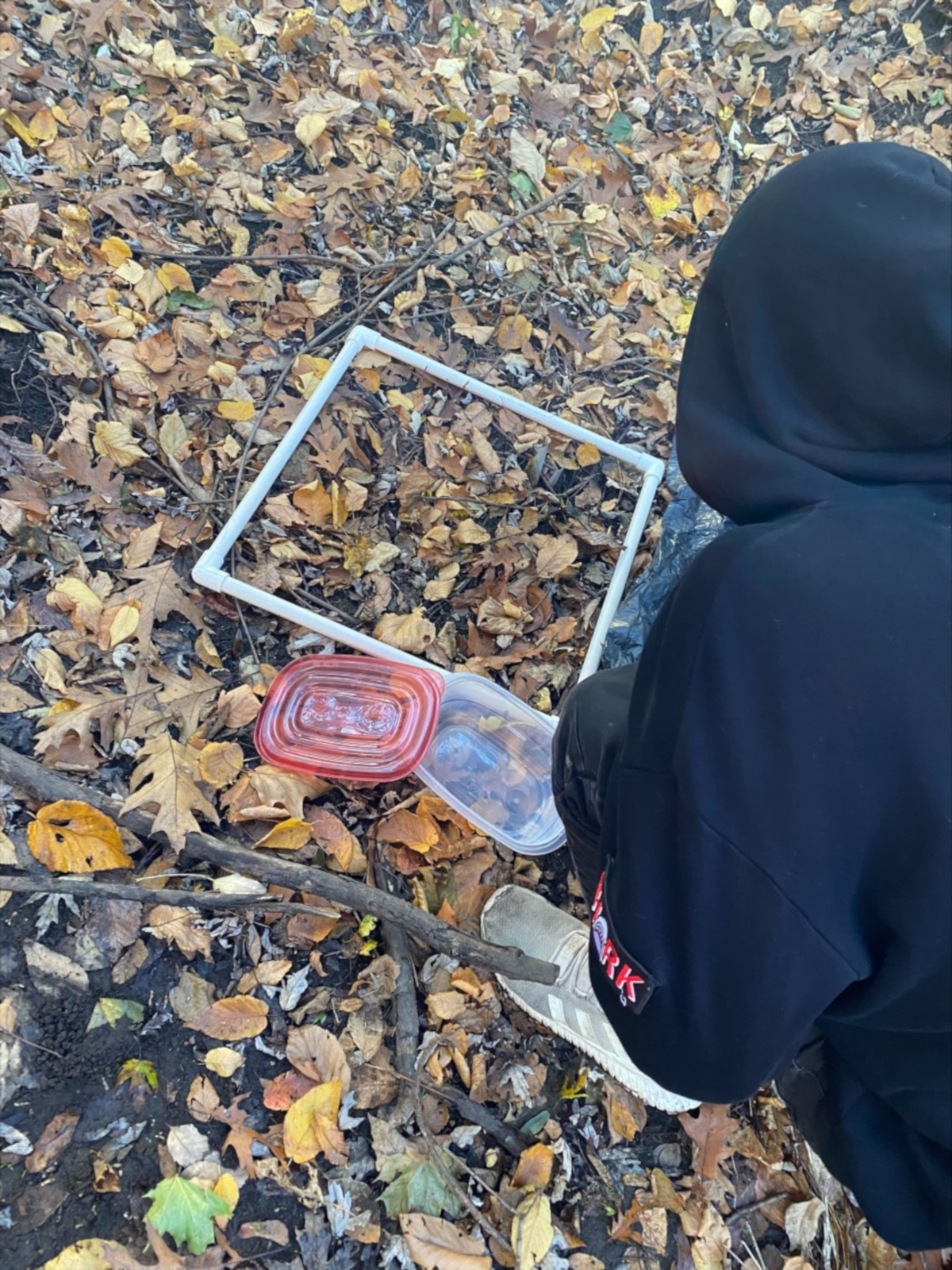 Student placing leaf traps in Vale Park