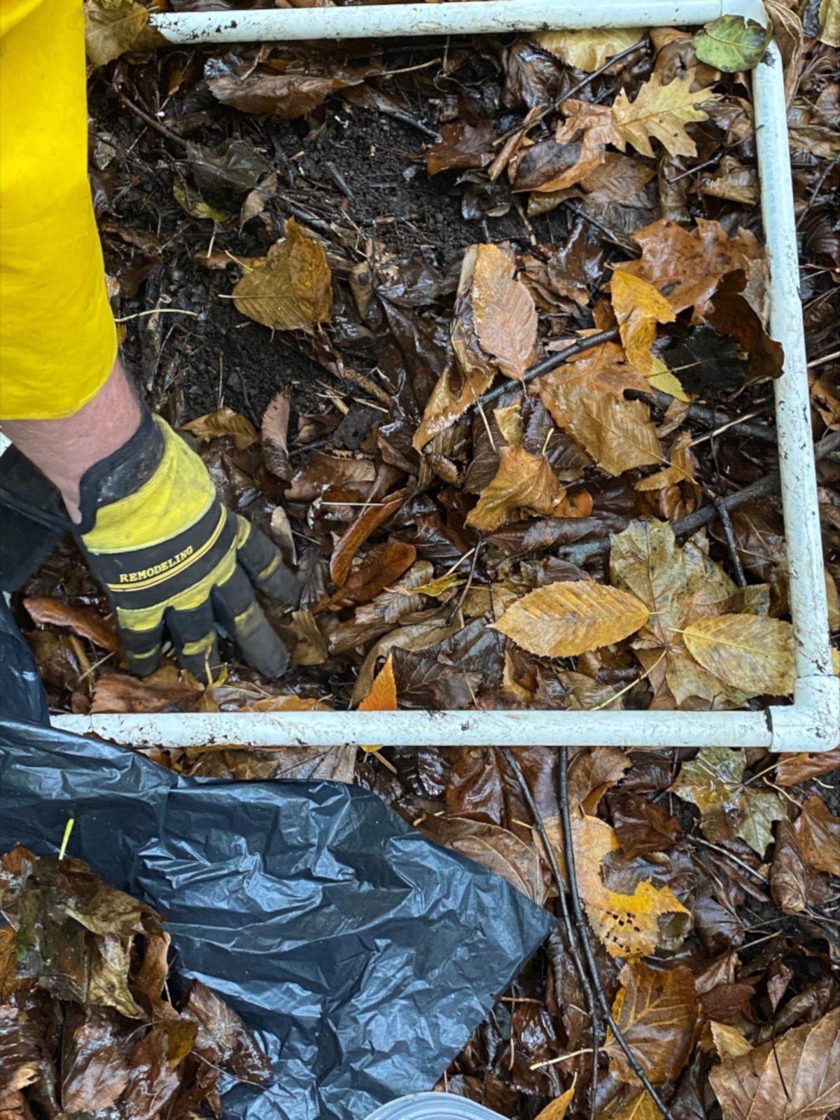 Leaf trap in Vale Park