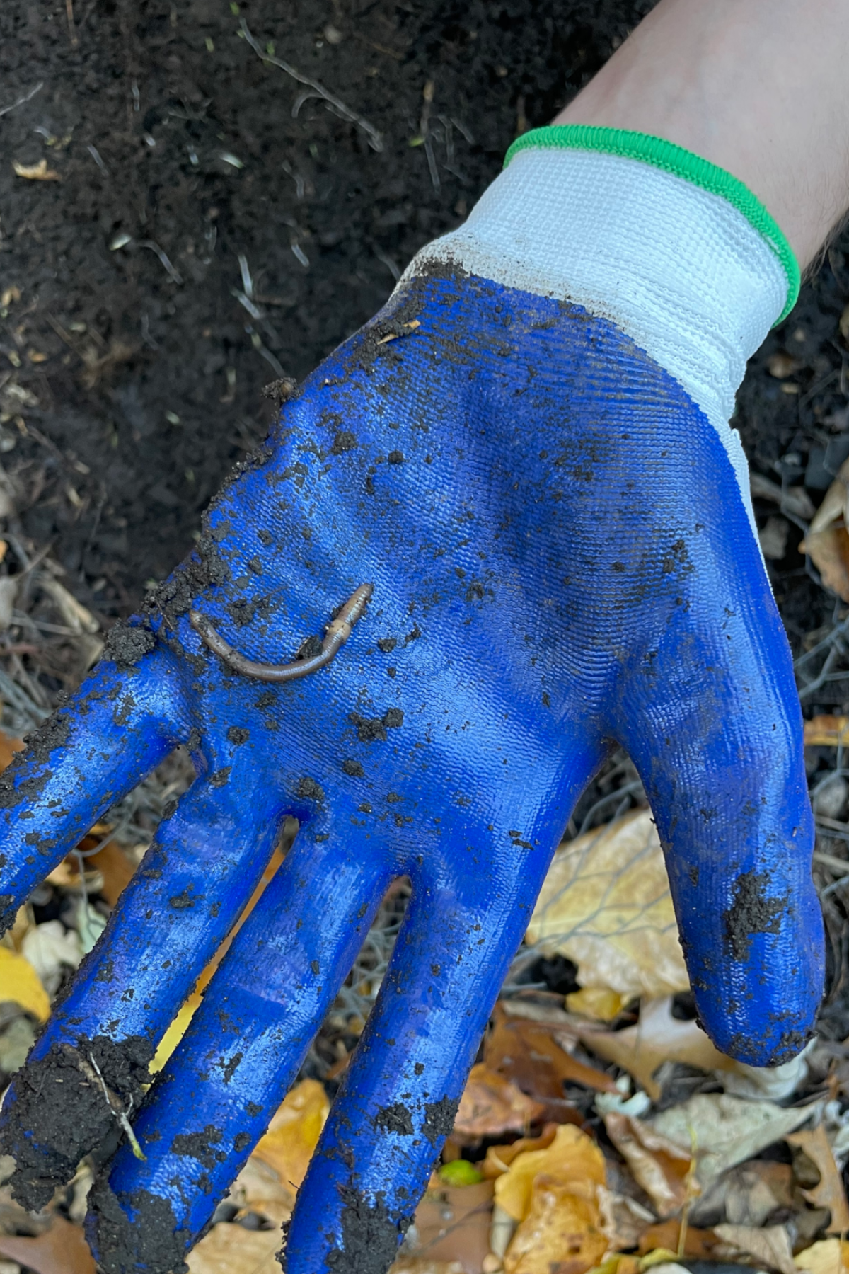 Gloved hand holding worm